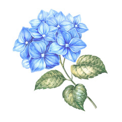 Blue flower hydrangeas on white background. Watercolor floral illustration