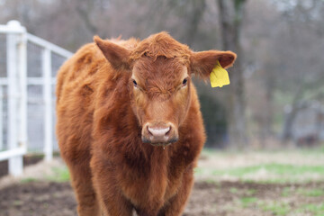 Red angus steer closeup of face with ear tag, fence in background