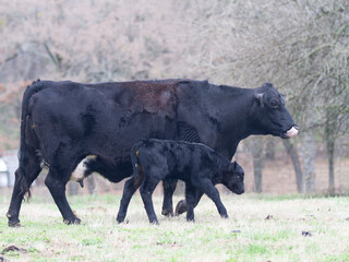 Cow Calf Pair, Black Angus Cross cow with newborn calf, walking