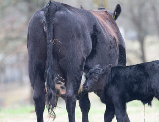 Cow and Calf Pair in spring calving season