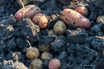 Freshly dug organic natural potatoes