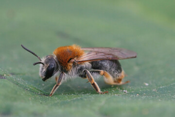 Closeup on a colorful female Orange tailed mining bee, Andrena haemorrhoa on a green leaf