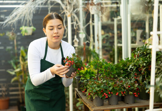 flower shop worker inspects pots with plants. florist woman took small pot with gaultheria