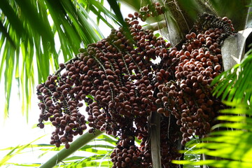 Moriche Palm tree with fruits  (Mauritia flexuosa) Arecaceae family. Amazon rainforest, Brazil