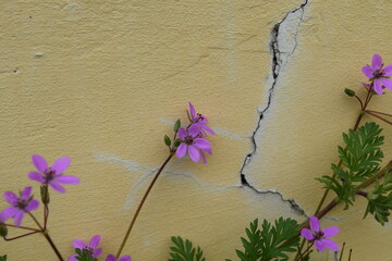 A small purple flower on the background of a yellow cracked wall