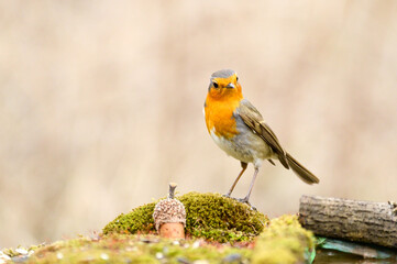 Garden Birds. Robin Erithacus rubecula in the wild