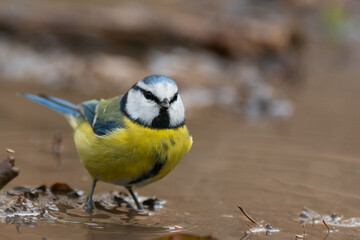Blue tit Cyanides caeruleus stands in the water