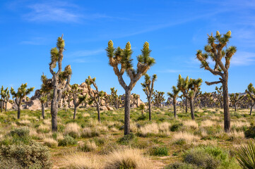 Landscape with Yucca brevifolia in Joshua Tree National Park, California, USA