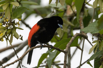 木の枝にとまるコシアカフウキンチョウ