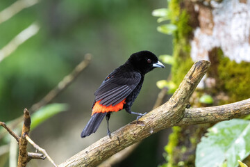 木の枝にとまるコシアカフウキンチョウ