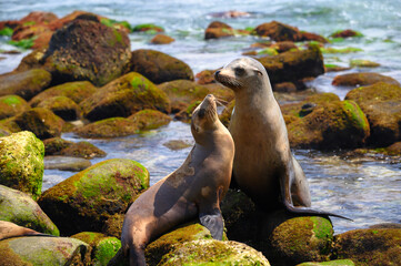 Couple of California sea lion sunbathing on rocks, La Jolla cove, California, USA. Ocean waves,...