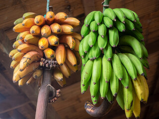 Green and ripe bananas hanging in an island store