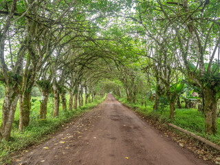 Green tunnel created by overhanging trees