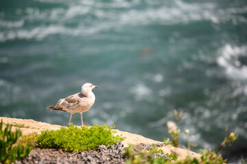 Seagull bird on the cliff. Ocean waves, blurred sea water surface from above, cliff, La Jolla shore waterfront promenade, California USA. Succulent green plant, pacific coast. 