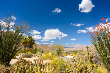 Superbloom in Anza Borrego Park, California, USA. Ocotillo plant (Fouquieria splendens) and cactuses in bloom native to Colorado Desert.  © Alisa