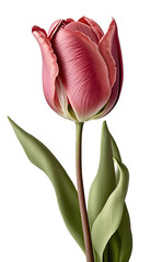 isolated deep red tulip flower photo, png, transparent background, spring flowers, summer, floral, vertical, horizontal, up close, blossom, petals, Generative AI