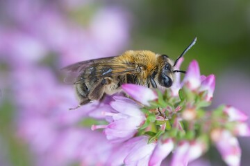 Soft and colorful closup on a furry female of the oligolectic Heather mining bee, Andrena fuscipes on purple flowers of Common Heat, Calluna vulgaris