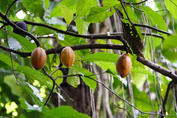 Ripe Cacao fruits on the tree (Theobroma cacao) Malvaceae family. Amazon rainforest, Brazil