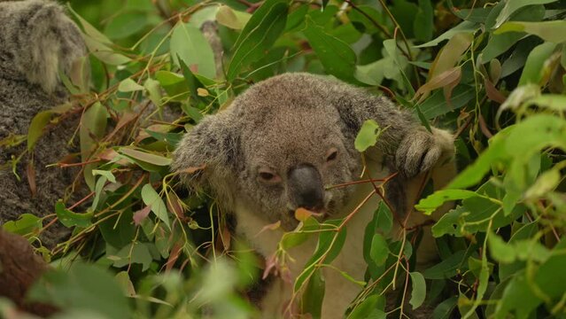 Koala - Phascolarctos cinereus on the tree in Australia, eating, climbing on eucaluptus. Two cute australian typical iconic animal on the branch eating fresch eucalyptus leaves.