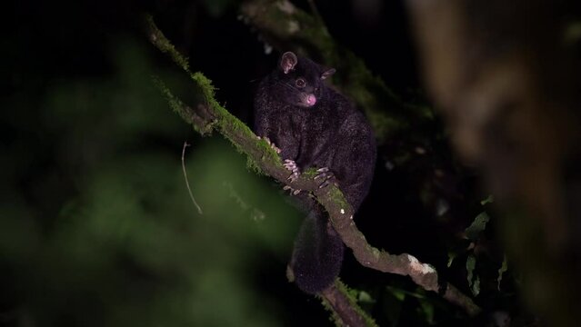 Short-eared possum -Trichosurus caninus nocturnal marsupial in Phalangeridae endemic to Australia, also called Mountain Brushtail possum or Bobuck fury animal on the tree in australian forest.
