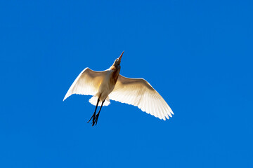 Cattle Egret (Bubulcus ibis)