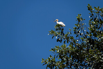 Cattle Egret (Bubulcus ibis)