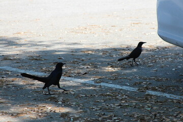Two black birds in the parking lot 