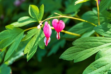 Small pink flowers in the garden