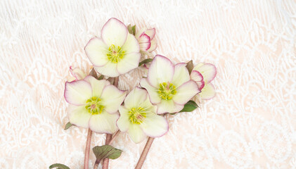 Beautiful hellebore blooms on cream lace with hopy space