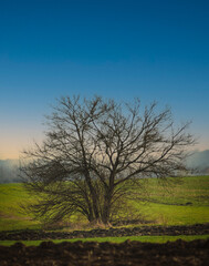 tree in the field