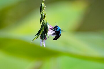 Blue carpenter bee, Xylocopa caerulea, on a flower