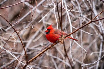 cardinal on a branch