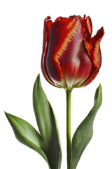 isolated deep red, yellow, tulip, summer, spring, flower, illustration, transparent background, png, horizontal, vertical, floral, generative ai