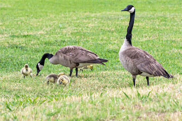 Canada Goose and Gander with Goslings