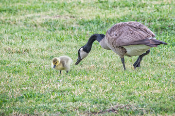 Canada Goose Feeding with 1 Gosling