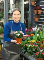 Female flower shop worker inspects flowers in pots. Woman took small pot of garden carnation