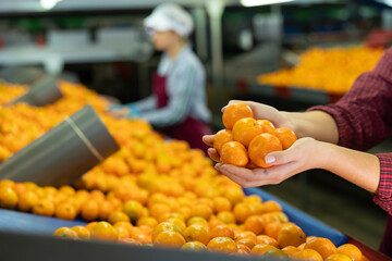 Sorting line female worker at agricultural processing factory holding heap of ripe mandarin oranges, cropped shot © JackF