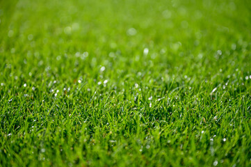 Beautiful wet natural grass on the sport pitch