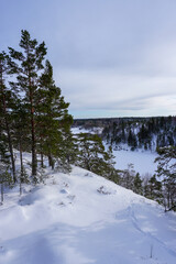 snow covered trees