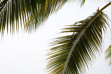 Coconut palm trees with sky
