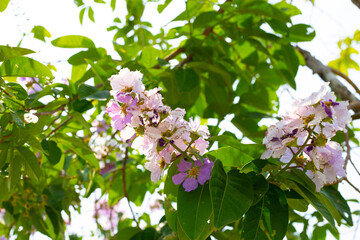 Inthanin bok tree flower (Lagerstroemia macrocarpa var macrocarpa)
