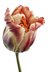 isolated red, white and orange tulip flower photo, png, transparent background, spring flowers, summer, floral, vertical, horizontal, up close, blossom, petals, generative ai