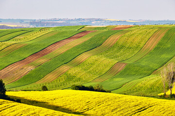 Amazing green and yellow rape spring fields Landscape. Agriculture Rural scene. Czech Moravia colza canola farmland bloom. Sunny waving hills. - 579523220