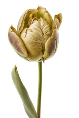 isolated off-white, cream-colored tulip, summer, spring, flower, illustration, transparent background, png, horizontal, vertical, floral, generative ai