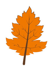 autumn orange color leaf illustration design art