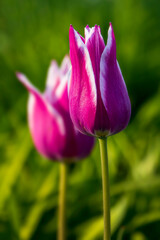 Fototapeta premium purple tulip flower