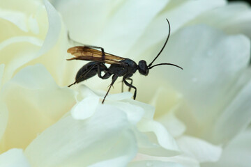Black wasp on white petals of a peony flower.