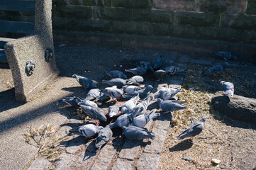 Pigeons Eating