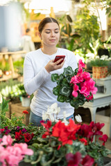 Woman in casual clothes looking for name of cyclamen flower on internet on mobile phone