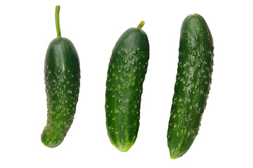 Three green ripe cucumbers isolated on white background.